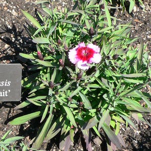 Über 100 Samen der Nelke 'Baby Doll', Dianthus chinensis, Chinesische Nelke, Baby Doll-Nelke, Duftende, mehrfarbige Blüten, Gartenblumensamen Bild 5