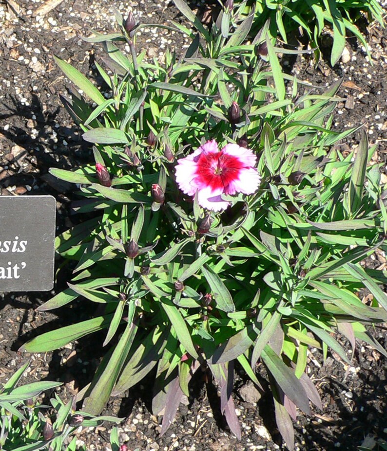Über 100 Samen der Nelke 'Baby Doll', Dianthus chinensis, Chinesische Nelke, Baby Doll-Nelke, Duftende, mehrfarbige Blüten, Gartenblumensamen Bild 5