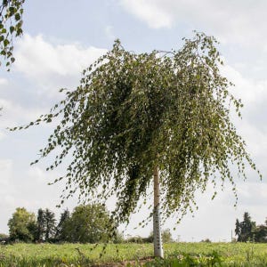 200-500 semillas de abedul llorón, Betula pendula, abedul plateado, árbol ornamental imagen 8