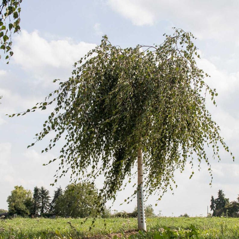 200-500 semillas de abedul llorón, Betula pendula, abedul plateado, árbol ornamental imagen 8