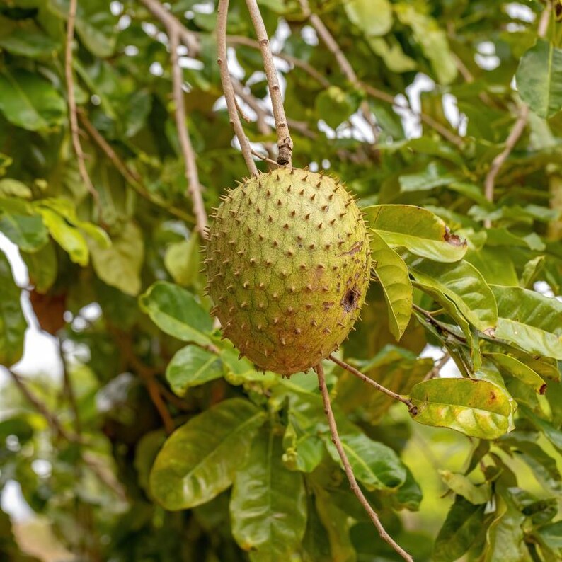 5 à 10 graines de corossol, Annona muricata, Graviola, Guanabana, pawpaw brésilien, graines d'arbre fruitier tropical image 5