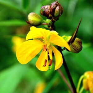 30-60 Tanner's Cassia Seeds, Senna Auriculata, Avaram Senna, Avaram, Yellow Flowering Shrub, Tropical Seeds image 3
