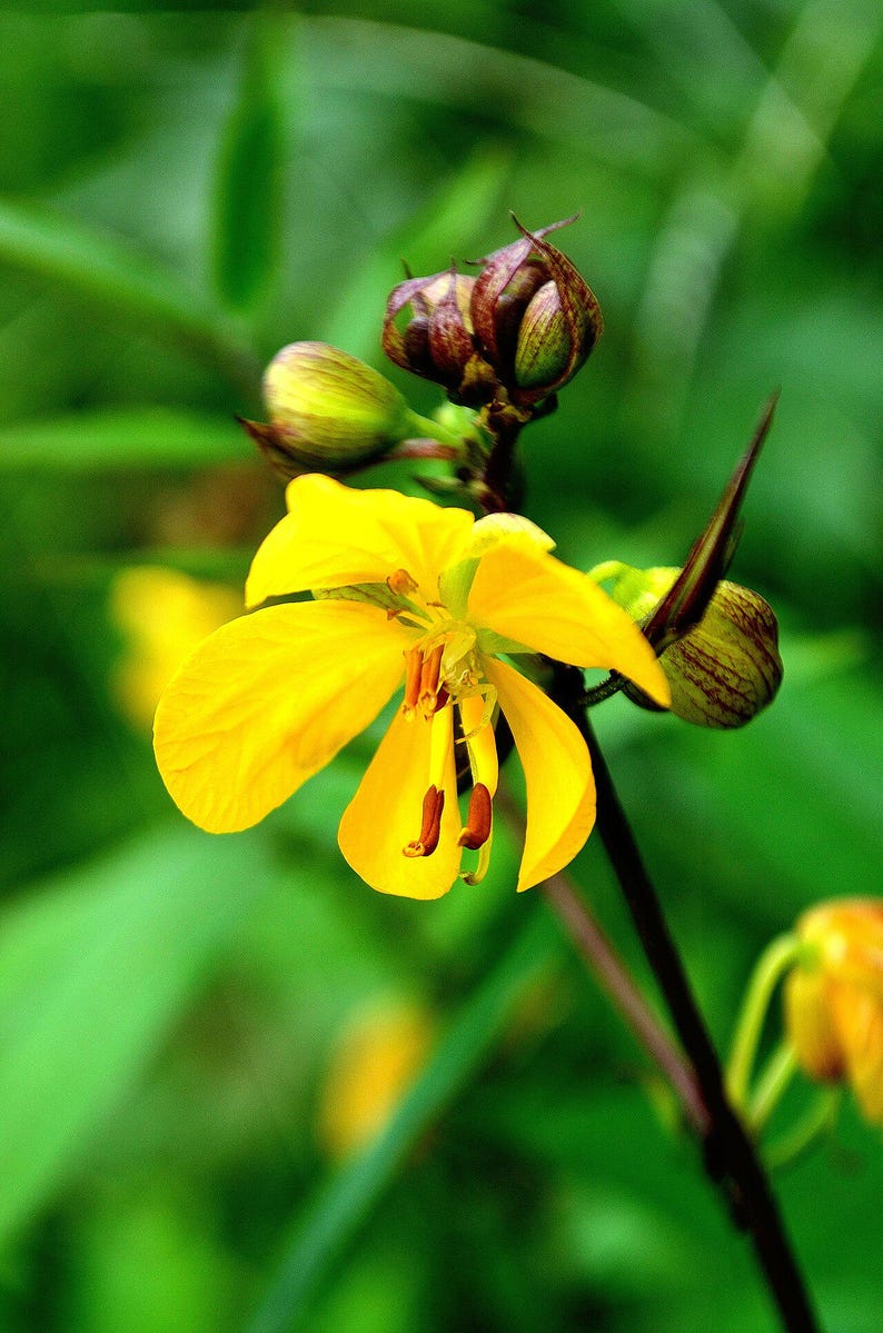 30-60 Tanner's Cassia Seeds, Senna Auriculata, Avaram Senna, Avaram, Yellow Flowering Shrub, Tropical Seeds image 3