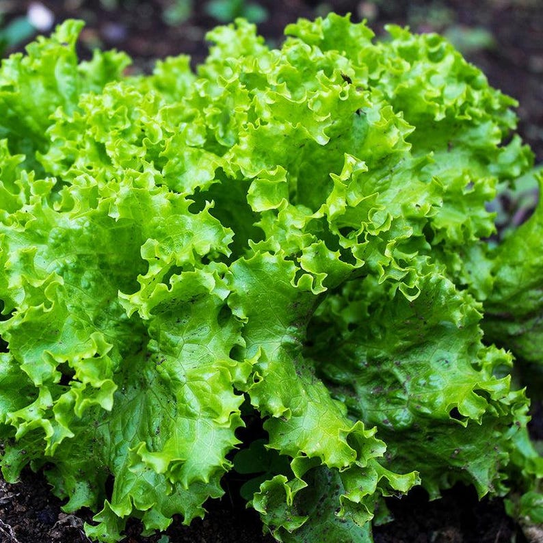 Pu&ograve; includere: Un cespo di lattuga a foglia verde brillante con foglie densamente raggruppate, arricciate e increspate. La pianta presenta un colore verde lime vivace e fresco su tutto il fogliame, con una consistenza complessa e stratificata.