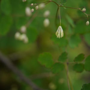20+ Thalictrum foliolosum Frön, Mamera, Lövängsruta, Skogsmarksperenn bild 9