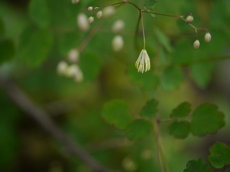 20+ Thalictrum foliolosum Frön, Mamera, Lövängsruta, Skogsmarksperenn bild 9
