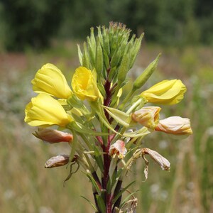 Über 100 Nachtkerzensamen (Oenothera) Bild 4