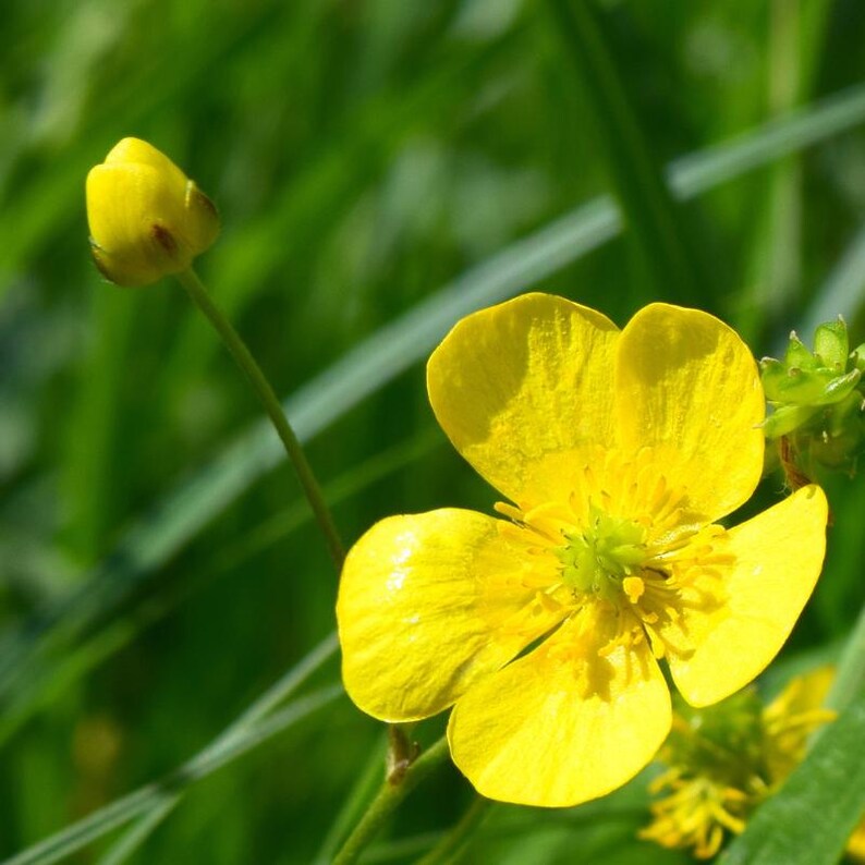 15+ Chinese Buttercup Seeds, Ranunculus cantoniensis, Wild Meadow Flower image 9