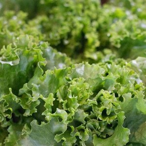 Pu&ograve; includere: Un cespo di lattuga a foglia verde fresca con bordi strettamente arricciati e ondulati. Le foglie mostrano varie tonalit&agrave; di verde vibrante, che vanno dal lime chiaro ai toni profondi del bosco, con una consistenza croccante e delicata.