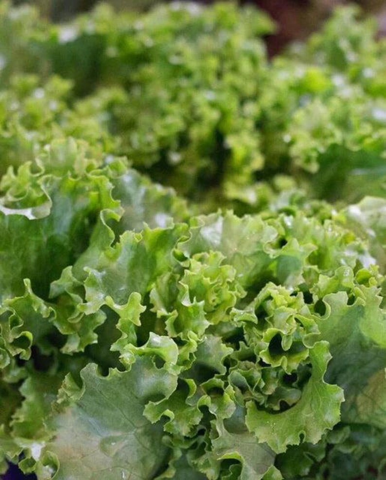 Pu&ograve; includere: Un cespo di lattuga a foglia verde fresca con bordi strettamente arricciati e ondulati. Le foglie mostrano varie tonalit&agrave; di verde vibrante, che vanno dal lime chiaro ai toni profondi del bosco, con una consistenza croccante e delicata.