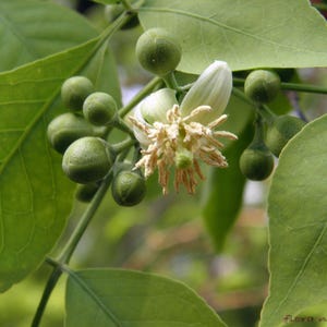 Pu&ograve; includere: Un singolo fiore di agrumi bianco con stami gialli prominenti circondato da diversi piccoli boccioli verdi, rotondi e chiusi, e foglie verde brillante. Il testo flora-mellow.nl &egrave; visibile nell'angolo in basso a destra dell'immagine.