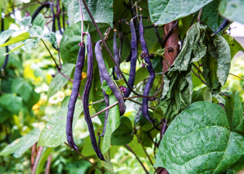 May include: Several long, slender purple bean pods hang from a green vine. The pods have a smooth, dark purple skin and are attached to thin, brown stems. Large, textured green leaves with visible veins surround the hanging bean pods.