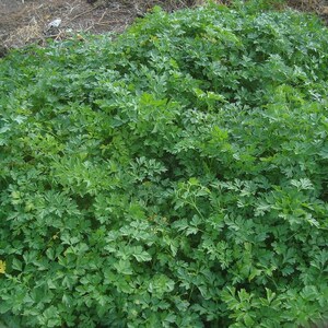 Oltre 300 semi di prezzemolo italiano a foglia piatta, Petroselinum crispum, prezzemolo italiano, erba aromatica immagine 3