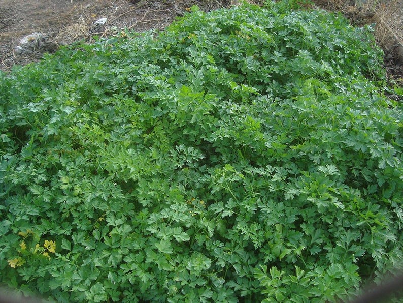 Oltre 300 semi di prezzemolo italiano a foglia piatta, Petroselinum crispum, prezzemolo italiano, erba aromatica immagine 3
