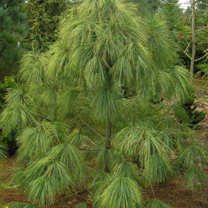20-50 Samen der Himalaya-Kiefer (Excelsa-Kiefer, Weiße Butan-Kiefer, Pinus wallichiana) Bild 4