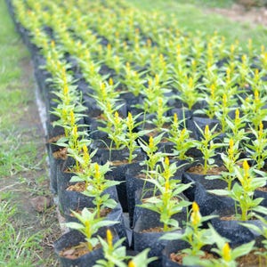 100+ Celosia Plumosa Mieszanych Kolorowych Nasion, Celosia Argentea, Celozja Pióropuszowa zdjęcie 6