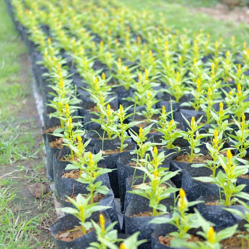 100+ Celosia Plumosa Mieszanych Kolorowych Nasion, Celosia Argentea, Celozja Pióropuszowa zdjęcie 6