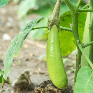 Más de 100 semillas de berenjena larga verde, Solanum melongena, berenjena larga verde, berenjena india imagen 12