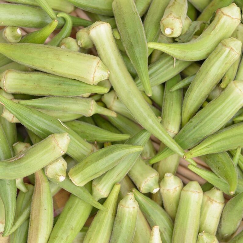 15+ Durgesh Nandani Okra Seeds, Abelmoschus esculentus, Bhindi, Indian Lady Finger image 7