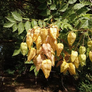 30-60 semillas de árbol de lluvia dorada, Koelreuteria paniculata, orgullo de la India, árbol barnizado, semillas de árbol ornamental con flores imagen 6