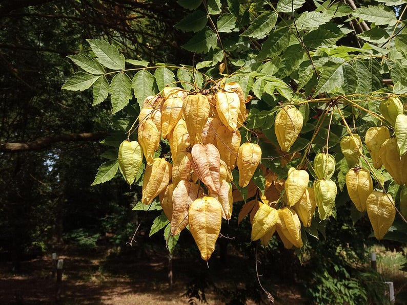 30-60 semillas de árbol de lluvia dorada, Koelreuteria paniculata, orgullo de la India, árbol barnizado, semillas de árbol ornamental con flores imagen 6