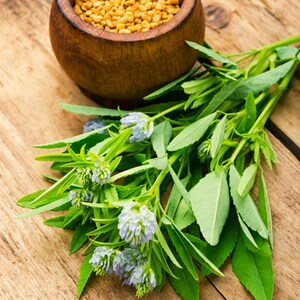 100+ Fenugreek Seeds, Trigonella foenum-graecum, Methi Herb, Culinary Herb image 5