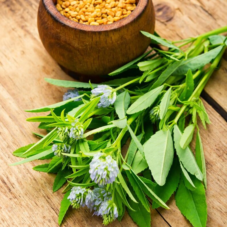 100+ Fenugreek Seeds, Trigonella foenum-graecum, Methi Herb, Culinary Herb image 5