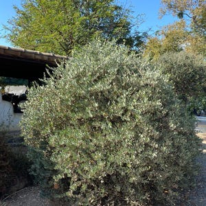 May include: A dense, rounded shrub featuring small, oval-shaped leaves with a distinct silvery-green hue. The plant has a bushy, multi-branched structure with a textured appearance, filling the frame with its foliage under a clear blue sky.