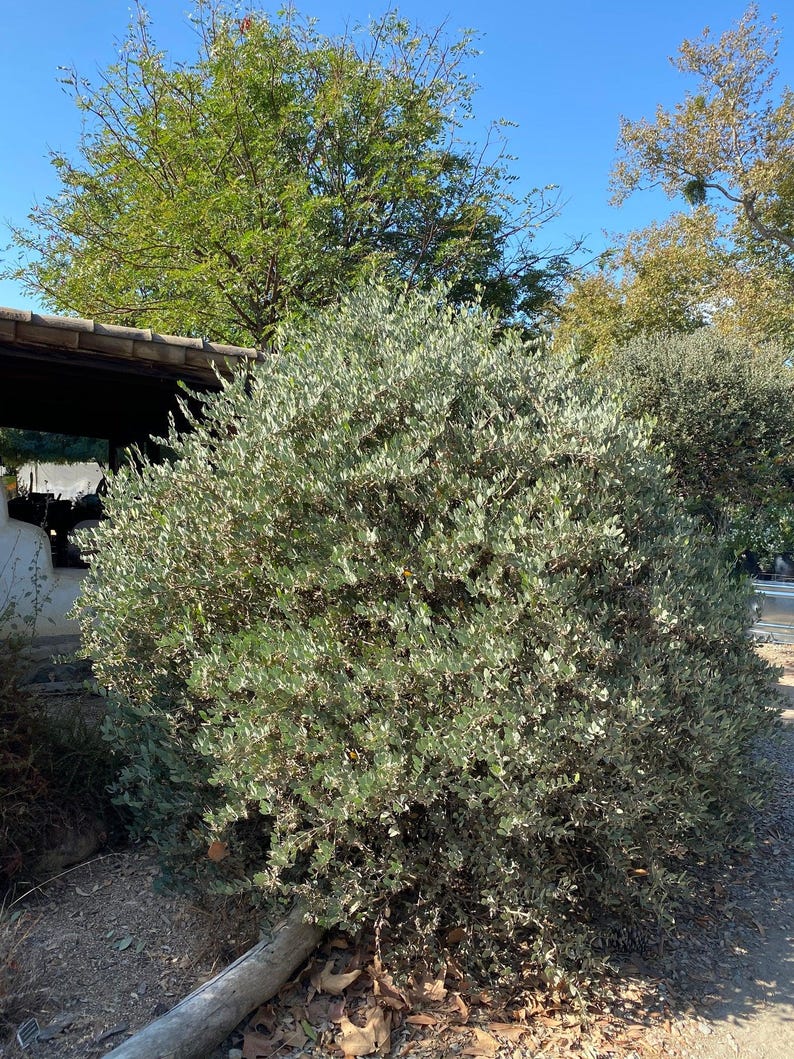 May include: A dense, rounded shrub featuring small, oval-shaped leaves with a distinct silvery-green hue. The plant has a bushy, multi-branched structure with a textured appearance, filling the frame with its foliage under a clear blue sky.
