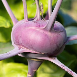 Op de afbeelding: Een paarse koolrabi met een gezwollen, ronde stengelbasis. De plant heeft lange, slanke, lichtpaarse stengels die vanuit de centrale knol naar buiten steken, met grote, felgroene bladeren zichtbaar op de achtergrond.
