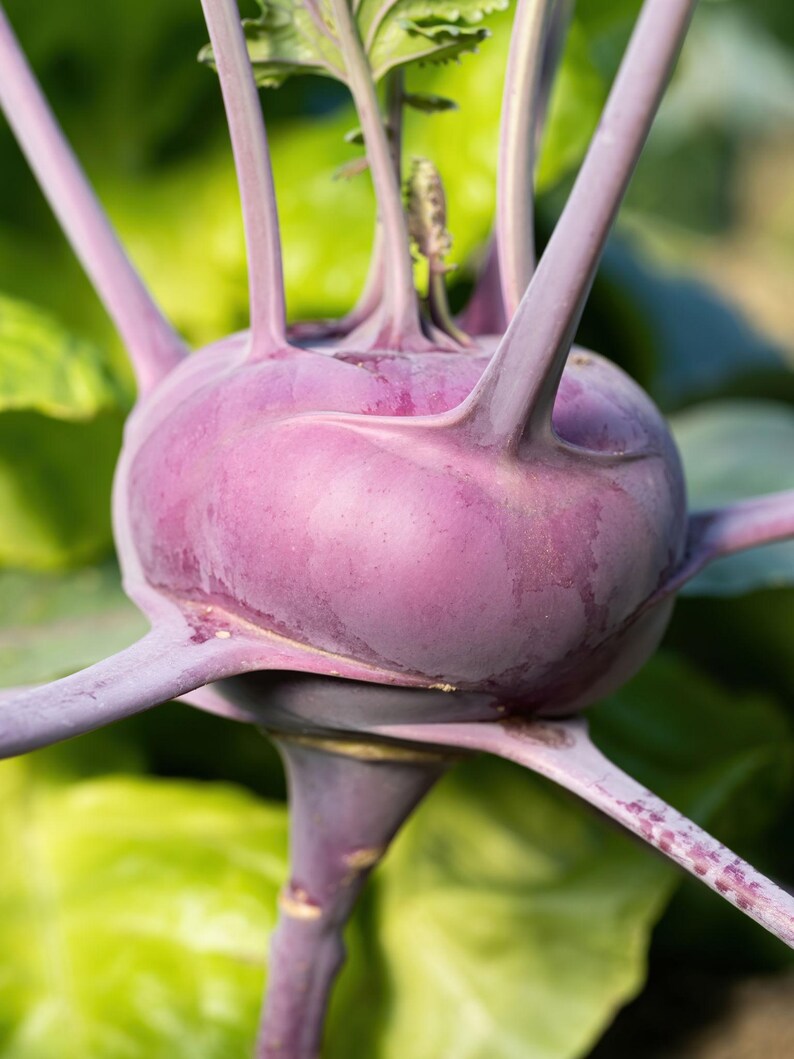 Op de afbeelding: Een paarse koolrabi met een gezwollen, ronde stengelbasis. De plant heeft lange, slanke, lichtpaarse stengels die vanuit de centrale knol naar buiten steken, met grote, felgroene bladeren zichtbaar op de achtergrond.