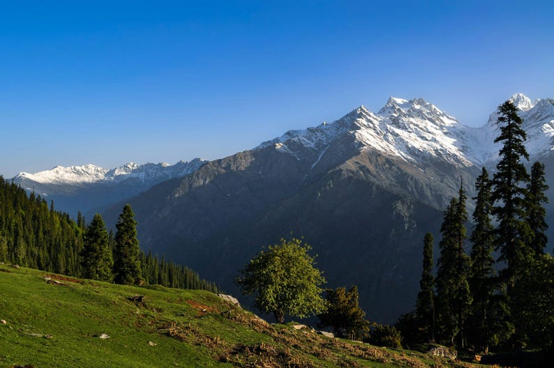 May include: A landscape view featuring a grassy green hillside in the foreground with scattered trees. In the background, tall, rugged mountain peaks are covered in white snow under a clear, bright blue sky during the daytime.