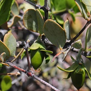May include: A jojoba plant branch featuring green, oval-shaped leaves and several small, smooth, light green seed pods. The woody stems are dark brown and thin, supporting the foliage and fruit in a natural, outdoor setting with bright sunlight.