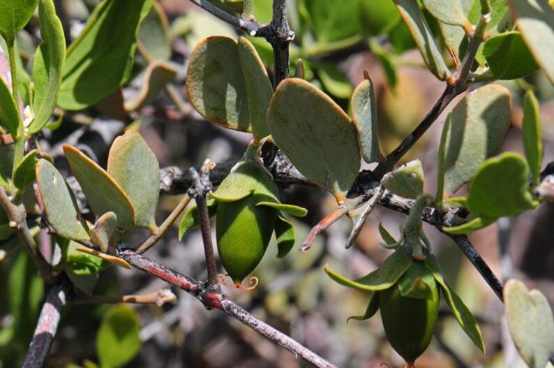 May include: A jojoba plant branch featuring green, oval-shaped leaves and several small, smooth, light green seed pods. The woody stems are dark brown and thin, supporting the foliage and fruit in a natural, outdoor setting with bright sunlight.