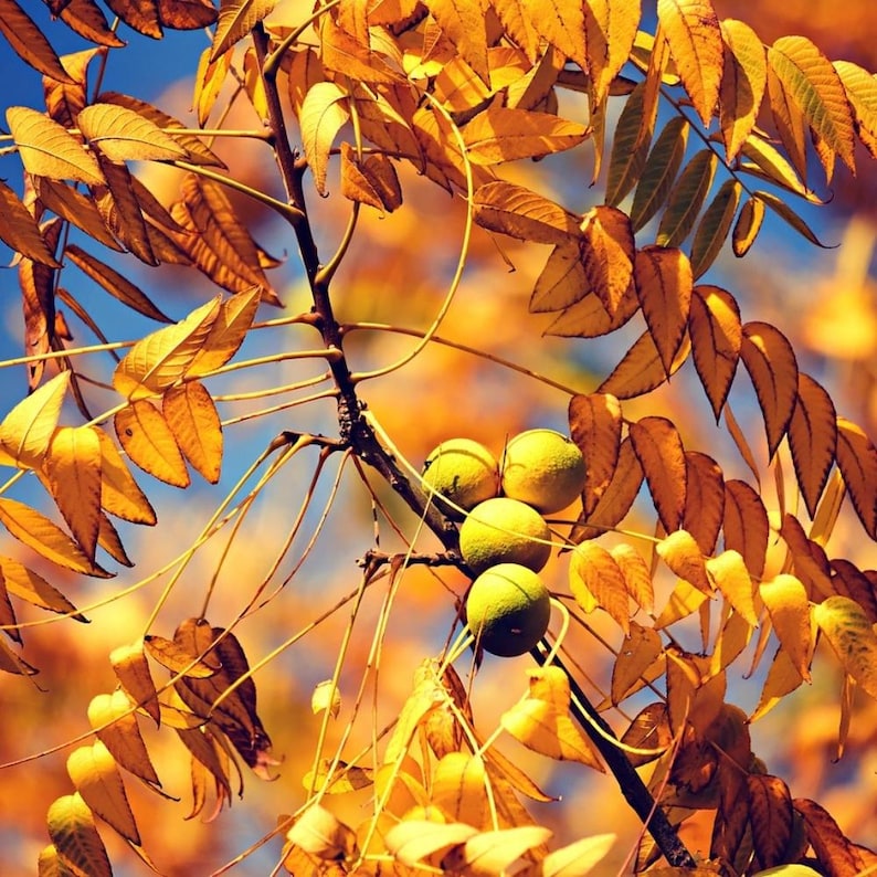 5+ Himalayan Walnut Seeds, Juglans regia, Walnut Tree image 2
