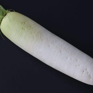 Op de afbeelding: Een enkele daikon-radijs met een lange, cilindrische witte wortel die naar beneden toe taps toeloopt. Het bovenste gedeelte bij de groene bladstelen vertoont een bleekgroene tint, terwijl het oppervlak van de wortel kleine putjes bevat.