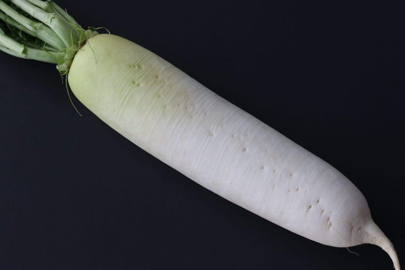 Op de afbeelding: Een enkele daikon-radijs met een lange, cilindrische witte wortel die naar beneden toe taps toeloopt. Het bovenste gedeelte bij de groene bladstelen vertoont een bleekgroene tint, terwijl het oppervlak van de wortel kleine putjes bevat.