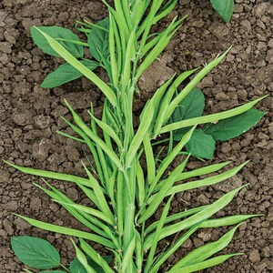 Puede incluir: Un racimo de vainas de jud&iacute;as largas, delgadas y de color verde claro que crecen verticalmente desde un tallo central. La planta presenta varias hojas anchas de color verde oscuro que se extienden desde el tallo sobre tierra marr&oacute;n.