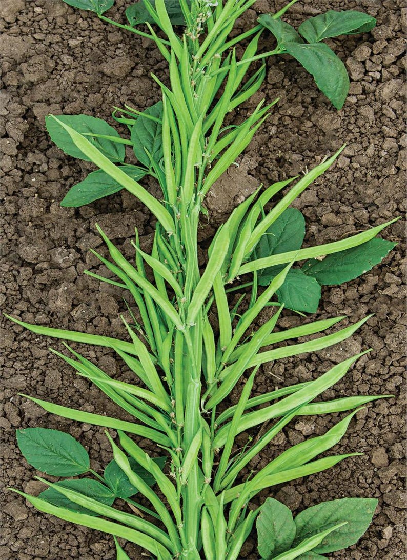 Puede incluir: Un racimo de vainas de jud&iacute;as largas, delgadas y de color verde claro que crecen verticalmente desde un tallo central. La planta presenta varias hojas anchas de color verde oscuro que se extienden desde el tallo sobre tierra marr&oacute;n.
