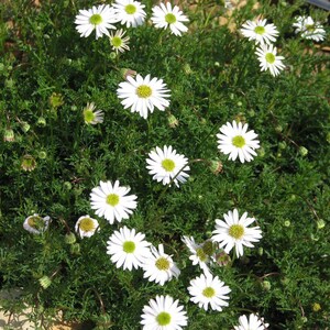 Plus de 100 graines de brachyscome blanc (Brachyscome iberidifolia, marguerite de la rivière Swan) image 3