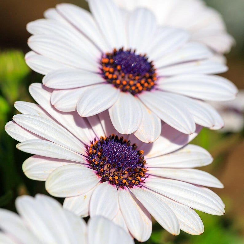 100+ Osteospermum Flower Seeds, Osteospermum ecklonis, African Daisy, Cape Daisy image 10
