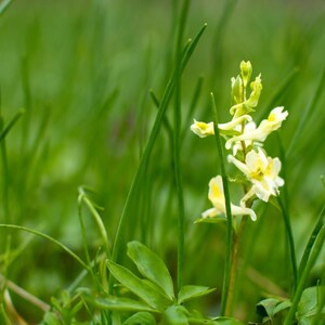 30-60 Golden Corydalis Seeds, Corydalis aurea, Golden Smoke Wildflower, Yellow Blooms image 7