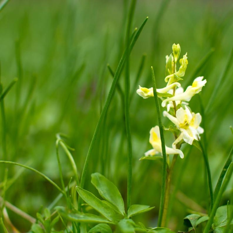 30-60 Golden Corydalis Seeds, Corydalis aurea, Golden Smoke Wildflower, Yellow Blooms image 7