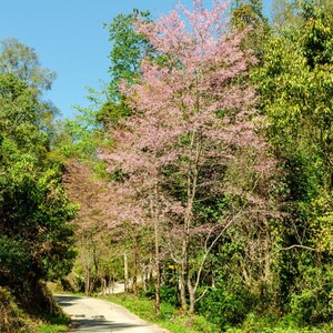 Más de 20 semillas de cereza dulce del Himalaya, Prunus avium, cerezo silvestre. imagen 7