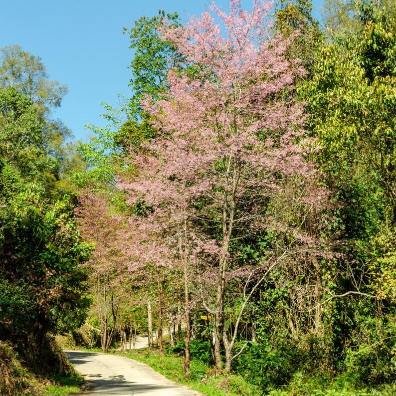 Más de 20 semillas de cereza dulce del Himalaya, Prunus avium, cerezo silvestre. imagen 7
