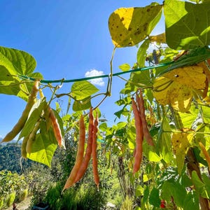 May include: A cluster of long, slender, light orange and tan bean pods hanging from green vines with broad, heart-shaped leaves. The plants are supported by a thin green wire against a bright blue sky with a small white cloud in the distance.