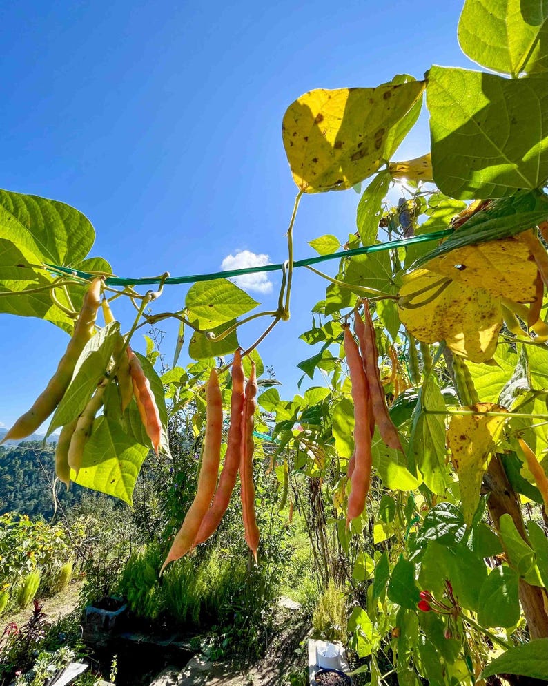 May include: A cluster of long, slender, light orange and tan bean pods hanging from green vines with broad, heart-shaped leaves. The plants are supported by a thin green wire against a bright blue sky with a small white cloud in the distance.