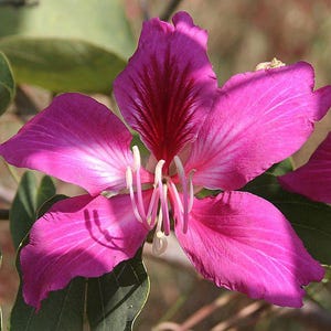 May include: A vibrant magenta orchid tree flower with five broad, overlapping petals. The central petal features deep maroon veining, while the others show lighter pink streaks. Long, curved white stamens extend from the centre of the bloom.