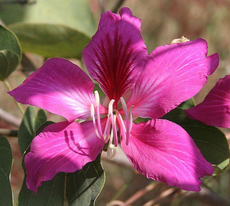 May include: A vibrant magenta orchid tree flower with five broad, overlapping petals. The central petal features deep maroon veining, while the others show lighter pink streaks. Long, curved white stamens extend from the centre of the bloom.