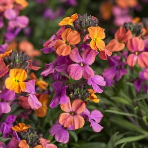 May include: A cluster of wallflower blossoms featuring four-petaled flowers in vibrant shades of orange, coral, and magenta. The blooms are arranged in dense, upright spikes with small green buds visible among the colourful petals and green foliage.